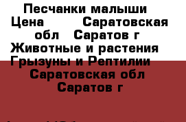 Песчанки малыши › Цена ­ 50 - Саратовская обл., Саратов г. Животные и растения » Грызуны и Рептилии   . Саратовская обл.,Саратов г.